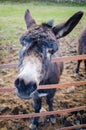 A donkey also known as, ass Ã¢â¬â Equus africanus asinus Ã¢â¬â leans of the pasture gate to curiously greet the viewer. Royalty Free Stock Photo